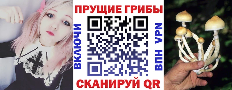 Галлюциногенные грибы Psilocybe  где найти наркотики  Гудермес 